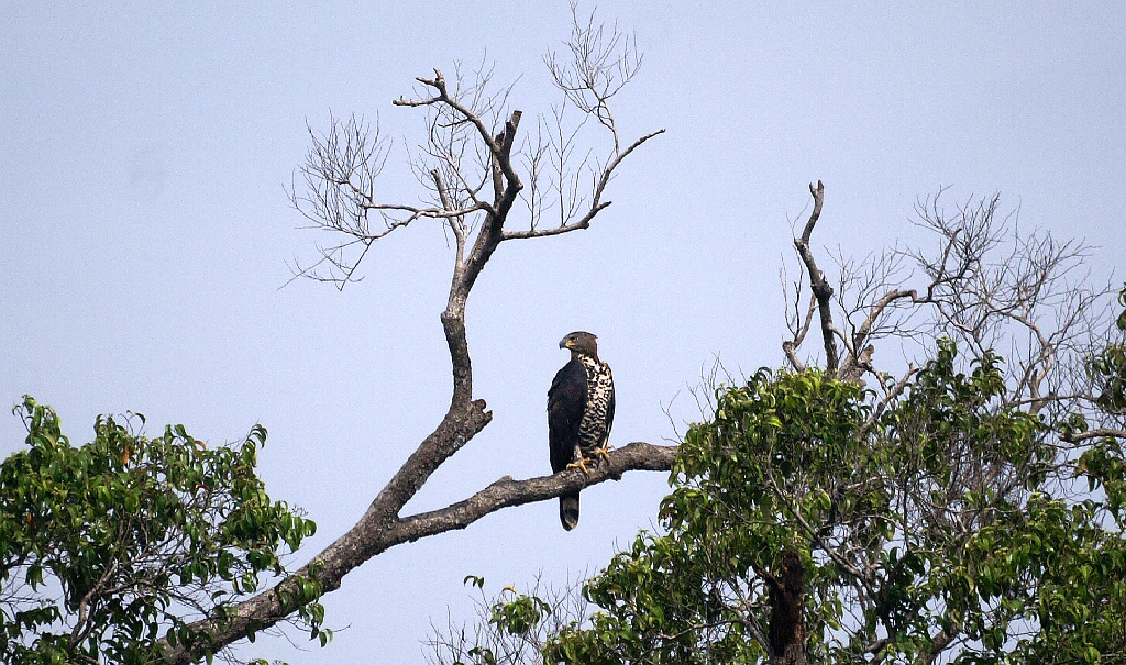 African Crowned Eagle Stephanoaetus coronatus, Sette Cama, Gabon, januari 2006 (Adriaan Dijksen)