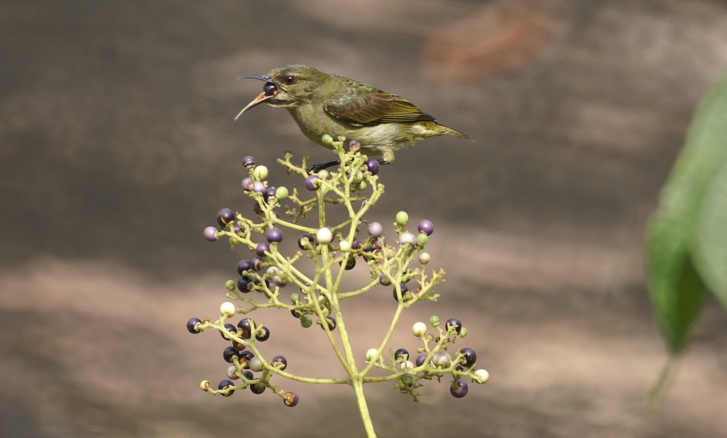 Vrouwtje Grey-chinned Sunbird Anthreptes rectirostris, Langoue Bai, Gabon, januari 2006 (Adriaan Dijksen)