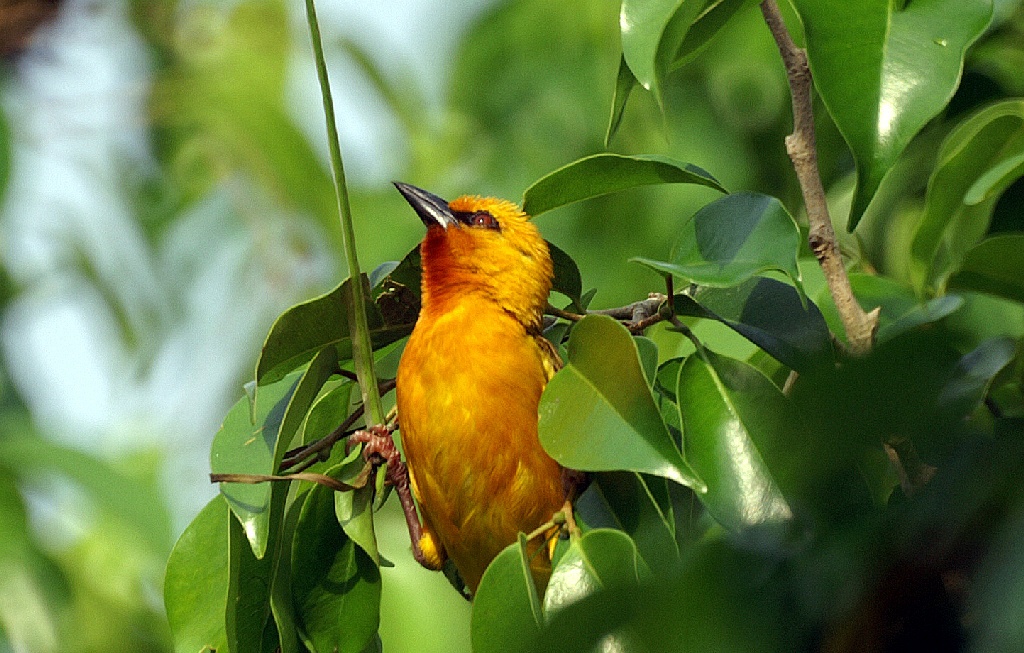 Mannetje Orange Weaver Ploceus aurantius, Lope NP, Gabon, januari 2006 (Adriaan Dijksen)