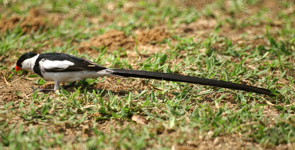 Mannetje Pin-tailed Whydah Vidua macroura, Nyonie, Gabon, januari 2006 (Adriaan Dijksen)