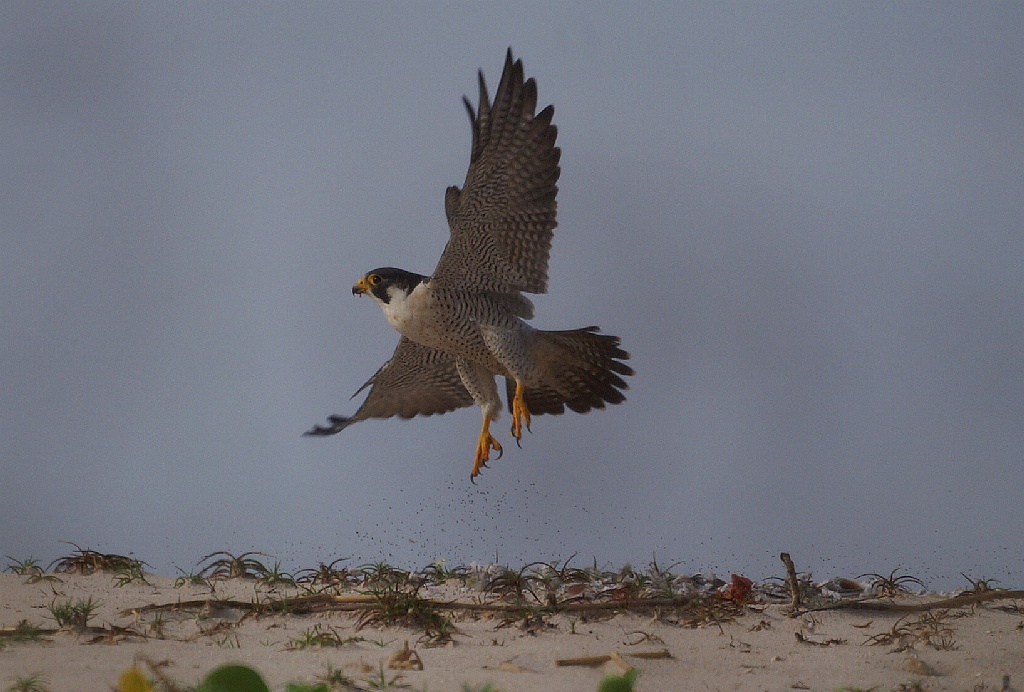 Peregrine Falcon Falco peregrinus calidus, Sette Cama, Gabon, januari 2006 (Adriaan Dijksen)