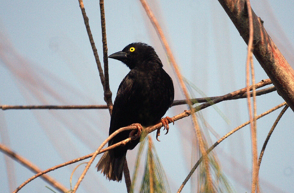 Vieillot's Black Weaver Ploceus nigerrimus, Lope NP, januari 2006 (Adriaan Dijksen)