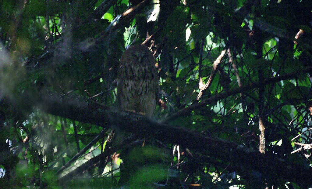 Vermiculated Fishing Owl Scotopelia bouvieri, Mikongo Research Station, Gabon, januari 2006 (Adriaan Dijksen)