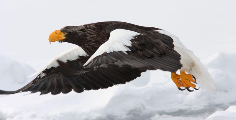 Steller's Sea Eagle Haliaeetus pelagicus. De vogels kwamen soms op minder dan 20 meter langs vliegen (Henk Hendriks)