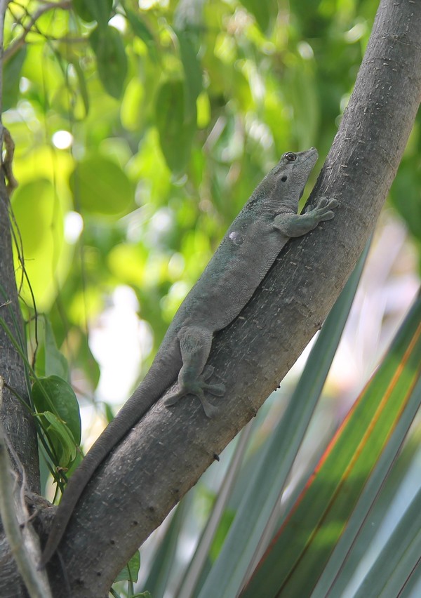 Guenther´s Day Gecko Phelsuma guentheri, Round Island, Mauritius, 4 juni 2013 (Johannes Fischer)
