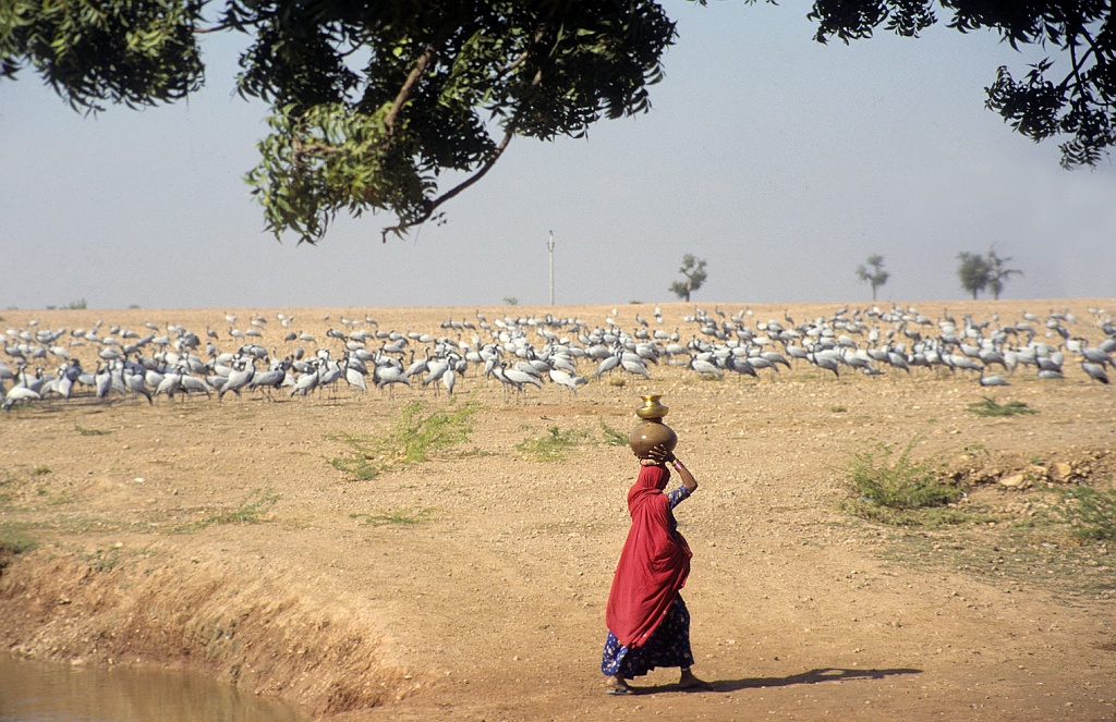 Jufferkraanvogels Rajasthan (Janus Verkerk)
