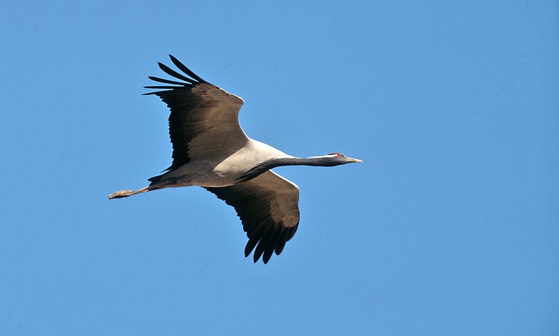 Jufferkraanvogel Rajasthan (Janus Verkerk)