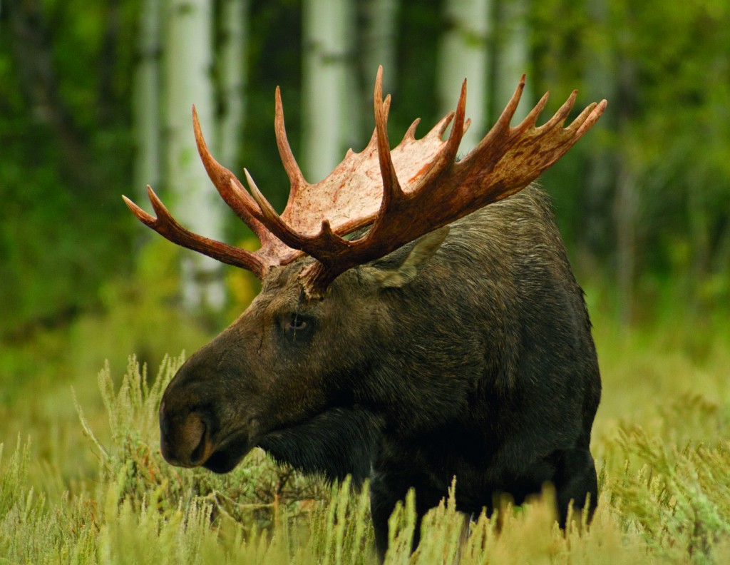 Eland Alces alces Moose (Robert Wilson)