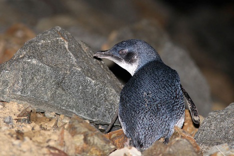 Little Pinguen