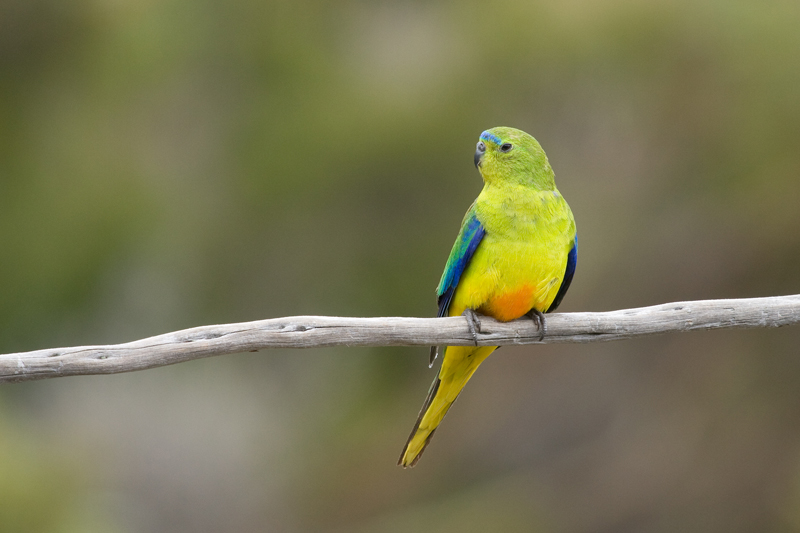 OBP_adult