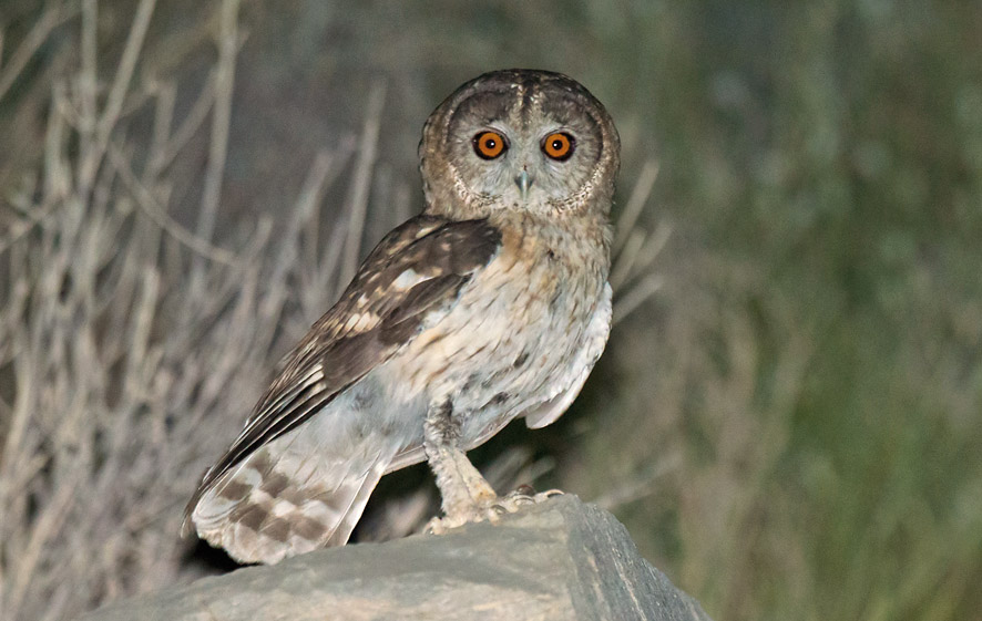 Omani Owl 