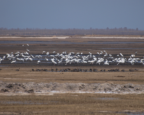 Foto 1: Siberische kraanvogels in het Momoge-reservaat. Een dag met goed weer en dus genieten van de kraanvogels.