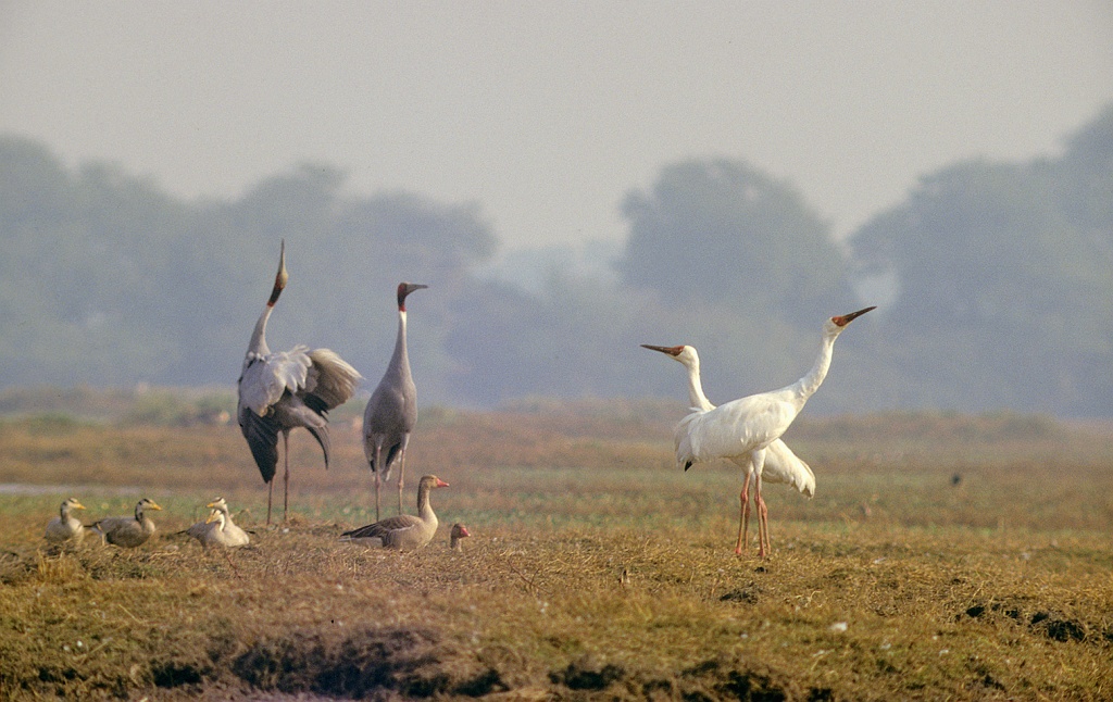 Saruskraanvogels en Siberische Witte Kraanvogels (Janus Verkerk)