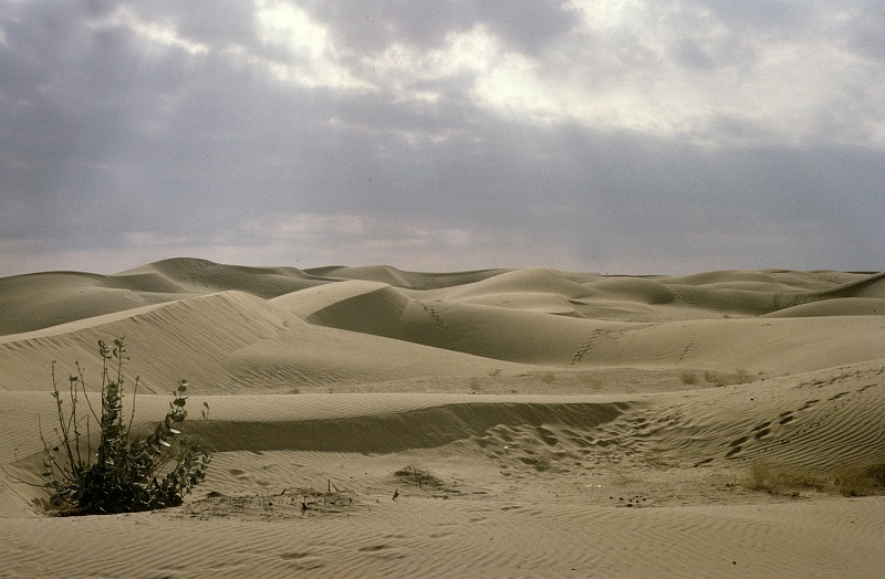 Tharwoestijn (Gerard Ouweneel)