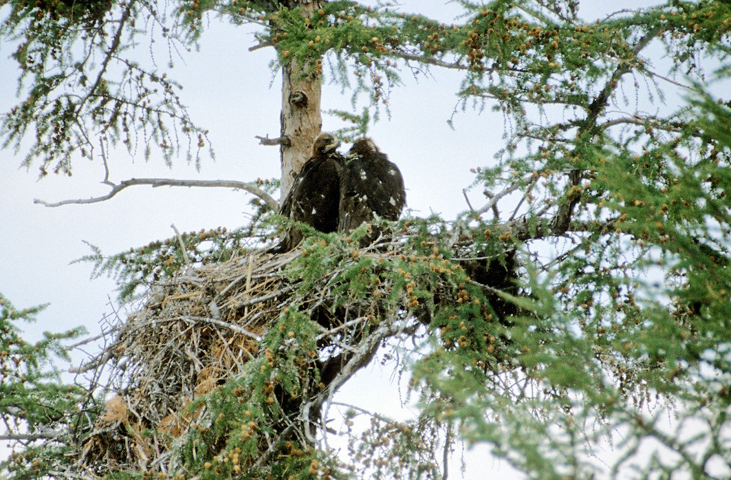 Nest met bijna vliegvlugge Steenarenden Aquila chrysaetos halverwege helling langs Omolonrivier (Adriaan Dijksen)
