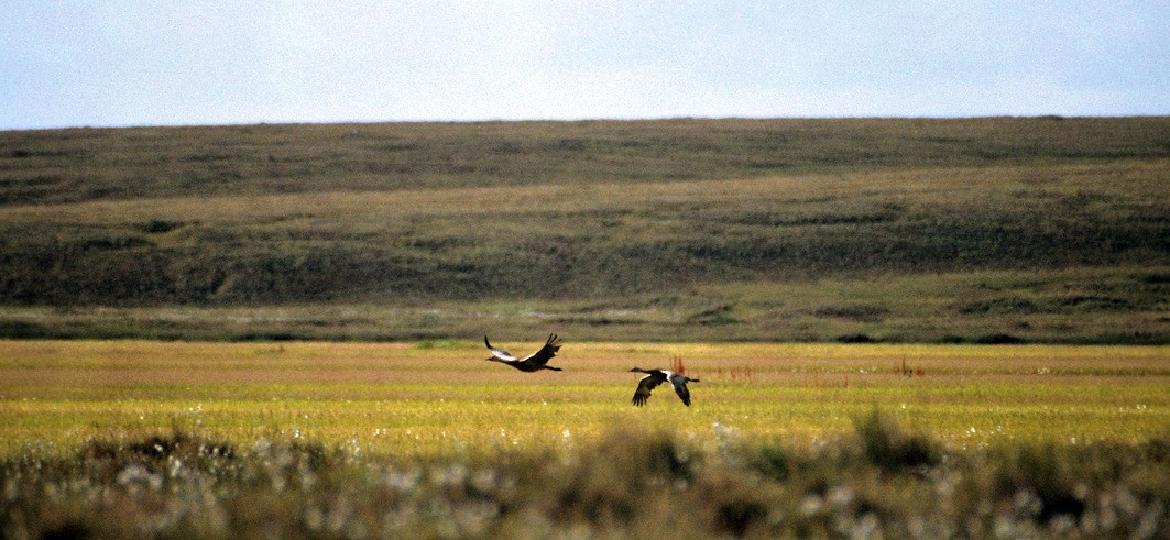 Paartje Canadese Kraanvogels Grus canadensis, Chukochya (Adriaan Dijksen)