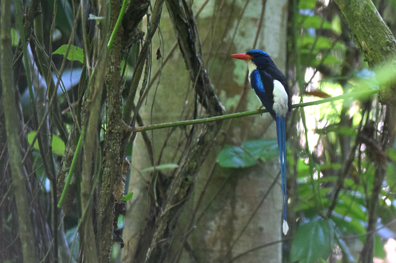 Common Paradise-kingfisher 