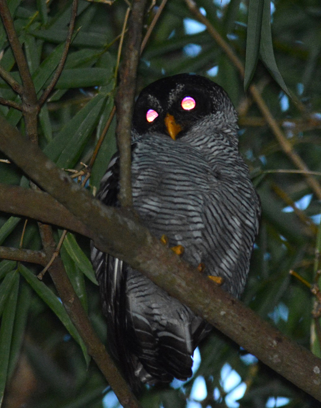 Black-and-white Owl Strix nigrolineata (Laurens Steijn/BirdingBreaks)