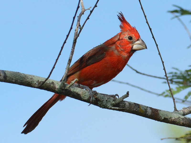 Vermilion Cardinal Cardinalis phoeniceus (Laurens Steijn/BirdingBreaks)