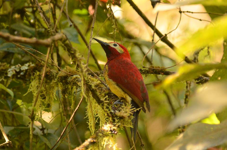 Crimson-mantled Woodpecker Colaptes rivolii Laurens Steijn (BirdingBreaks)