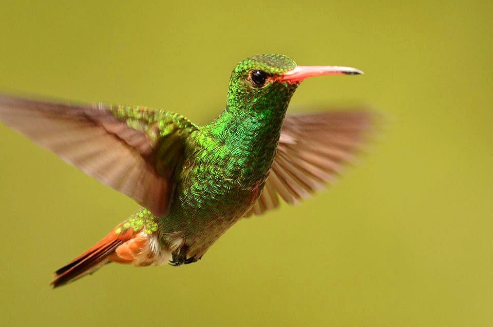 Rufous-tailed Hummingbird Amazilia tzacatl Laurens Steijn (BirdingBreaks)