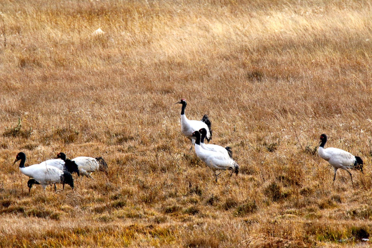 Black-necked Crane (Andrea van der Meer)