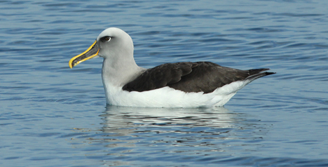 Buller's Albatros (Foto: Ineziatours.nl)