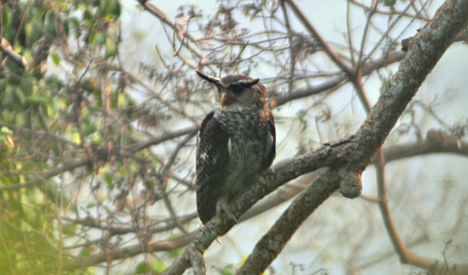 Spot-bellied Eagle Owl