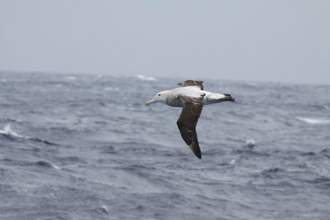 Wandering Albatross (Foto: Ineziatours.nl)