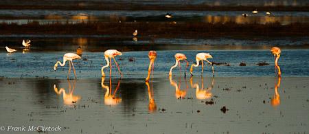 Salgado's Flamingo's