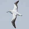 Fotoblog Atlantic en Pacific: AO10 – de non birds