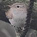 Sound recordings: Variation and difference in song between Western Bonelli’s Warbler and Eastern Bonelli’s Warbler