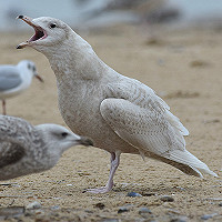 GullFest Holland 2017: een burriefestijn