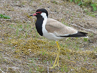 Indische Kievit op Texel en Ameland