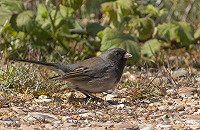 ‘Cassiar’ Grijze Junco op de Maasvlakte