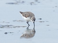 Alaskastrandloper op herhaling langs de Friese Waddenkust