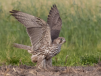 Dutch Birding Texelweekend 17-20 oktober 2025
