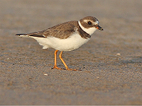 Semipalmated Plover at Salinas de Brito, Portugal, in September 2024 and song identification in the Western Palearctic