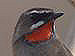 Dutch Birding Texelweekend - 9 t/m 12 oktober UPDATE programma lezingen