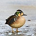 Update programma Dutch Birding-vogeldag zaterdag 20 maart 2010