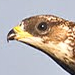 5e seizoen van de Batumi Raptor Count