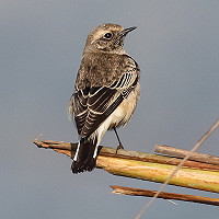 Update: Dutch Birding vogelweekend Texel - 14 t/m 17 oktober 2016
