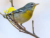 Dutch Birding najaarsweekend Texel - 9 t/m 11 oktober 2020 