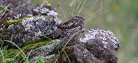 Aankondiging Dutch Birding Najaarsweekend 8 t/m 10 oktober 2021