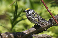 Aankondiging Dutch Birding Najaarsweekend 14 t/m 16 oktober 2022