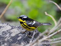 Aankondiging Dutch Birding Najaarsweekend 6 t/m 8 oktober 2023