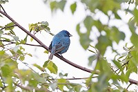 Aankondiging Dutch Birding Najaarsweekend 11 t/m 13 oktober 2024