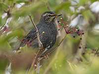 Aankondiging Dutch Birding Najaarsweekend 16 t/m 18 oktober 2026
