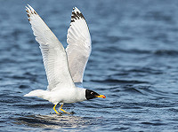 Aankondiging Dutch Birding Najaarsweekend 17 t/m 19 oktober 2025