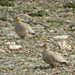 Tibetan Sandgrouse